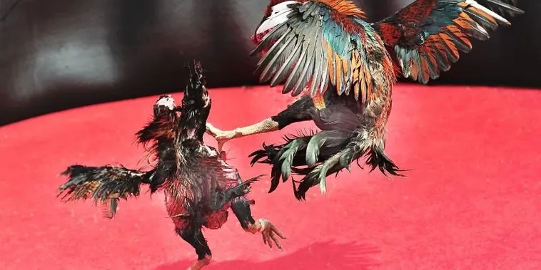 Hướng Dẫn Cách Chơi Đá Gà Sabong Tại E2BET Chi Tiết 1 Hướng Dẫn Cách Chơi Đá Gà Sabong Tại E2BET Chi Tiết