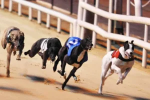 Hướng Dẫn Chơi Đua Chó E2BET Giúp Tối Ưu Hóa Tỷ Lệ Thắng