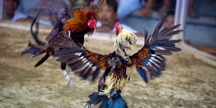 Hướng Dẫn Cách Chơi Đá Gà Sabong Tại E2BET Chi Tiết 2 Hướng Dẫn Cách Chơi Đá Gà Sabong Tại E2BET Chi Tiết